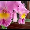 orchid